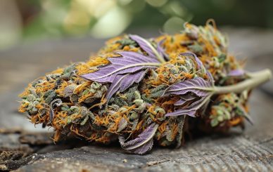 buy cannabis in France